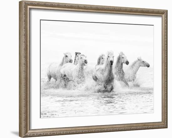 White Horses of Camargue Running Through the Water, Camargue, France-Nadia Isakova-Framed Photographic Print