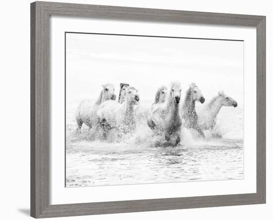 White Horses of Camargue Running Through the Water, Camargue, France-Nadia Isakova-Framed Photographic Print