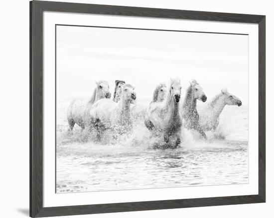 White Horses of Camargue Running Through the Water, Camargue, France-Nadia Isakova-Framed Photographic Print