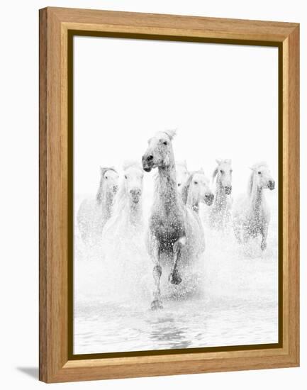 White Horses of Camargue Running Through the Water, Camargue, France-Nadia Isakova-Framed Premier Image Canvas