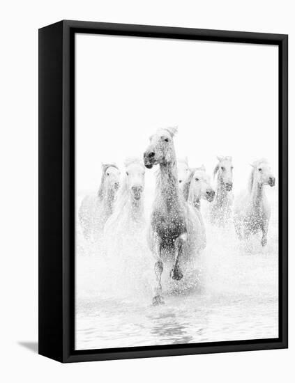 White Horses of Camargue Running Through the Water, Camargue, France-Nadia Isakova-Framed Premier Image Canvas