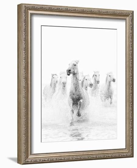 White Horses of Camargue Running Through the Water, Camargue, France-Nadia Isakova-Framed Photographic Print