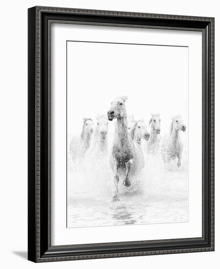 White Horses of Camargue Running Through the Water, Camargue, France-Nadia Isakova-Framed Photographic Print