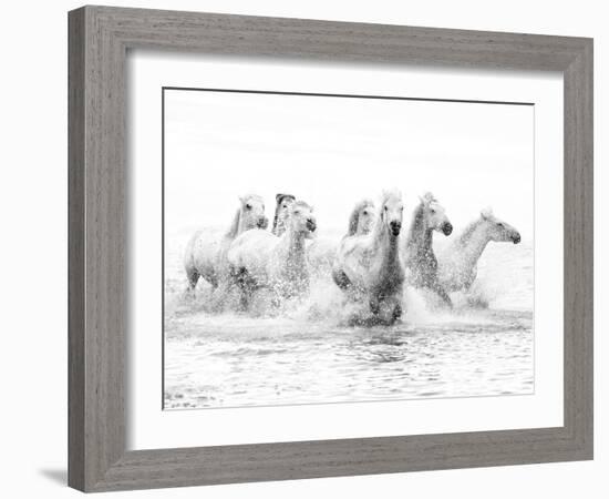 White Horses of Camargue Running Through the Water, Camargue, France-Nadia Isakova-Framed Photographic Print