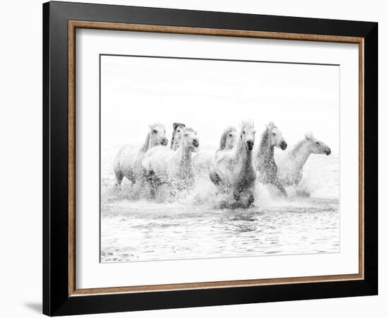 White Horses of Camargue Running Through the Water, Camargue, France-Nadia Isakova-Framed Photographic Print