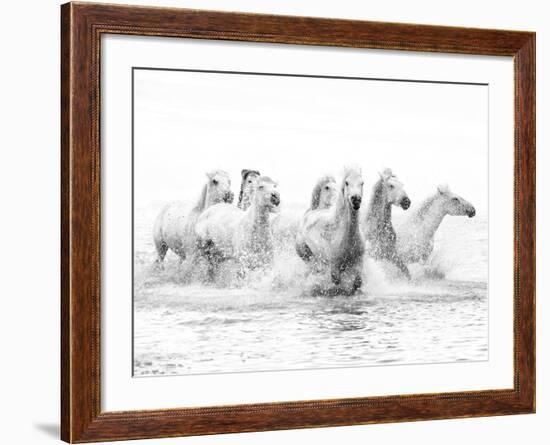 White Horses of Camargue Running Through the Water, Camargue, France-Nadia Isakova-Framed Premium Photographic Print