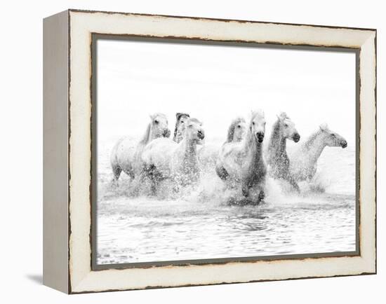 White Horses of Camargue Running Through the Water, Camargue, France-Nadia Isakova-Framed Premier Image Canvas