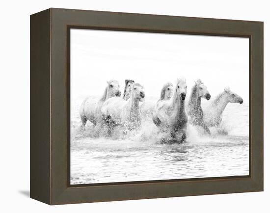 White Horses of Camargue Running Through the Water, Camargue, France-Nadia Isakova-Framed Premier Image Canvas