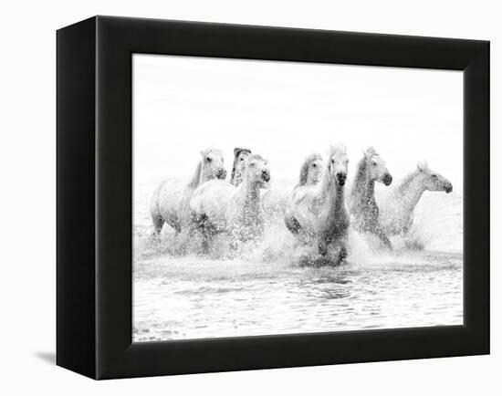 White Horses of Camargue Running Through the Water, Camargue, France-Nadia Isakova-Framed Premier Image Canvas