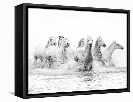 White Horses of Camargue Running Through the Water, Camargue, France-Nadia Isakova-Framed Premier Image Canvas