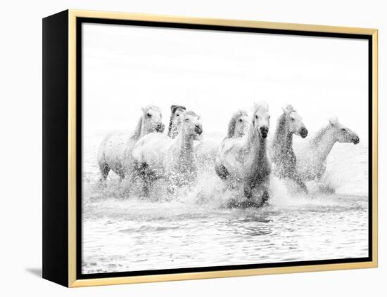 White Horses of Camargue Running Through the Water, Camargue, France-Nadia Isakova-Framed Premier Image Canvas