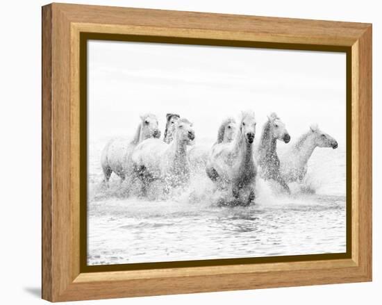 White Horses of Camargue Running Through the Water, Camargue, France-Nadia Isakova-Framed Premier Image Canvas