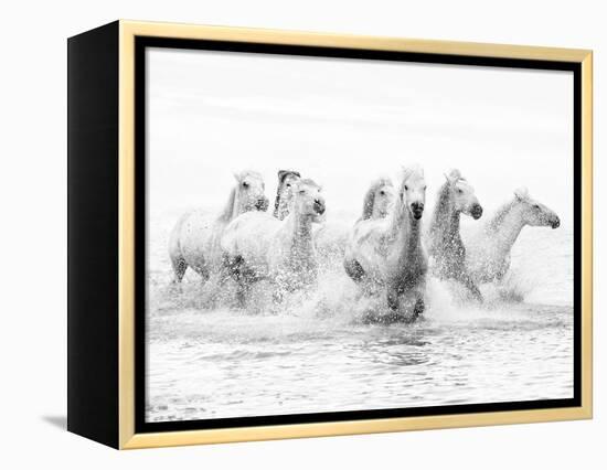 White Horses of Camargue Running Through the Water, Camargue, France-Nadia Isakova-Framed Premier Image Canvas