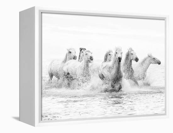 White Horses of Camargue Running Through the Water, Camargue, France-Nadia Isakova-Framed Premier Image Canvas