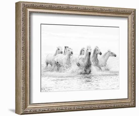 White Horses of Camargue Running Through the Water, Camargue, France-Nadia Isakova-Framed Photographic Print