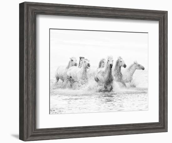 White Horses of Camargue Running Through the Water, Camargue, France-Nadia Isakova-Framed Photographic Print