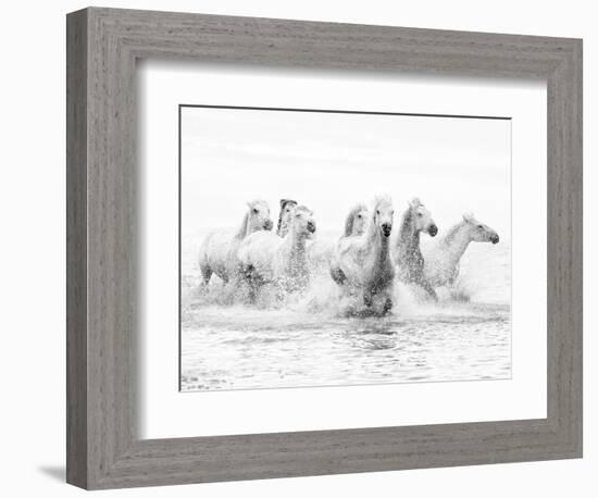 White Horses of Camargue Running Through the Water, Camargue, France-Nadia Isakova-Framed Photographic Print