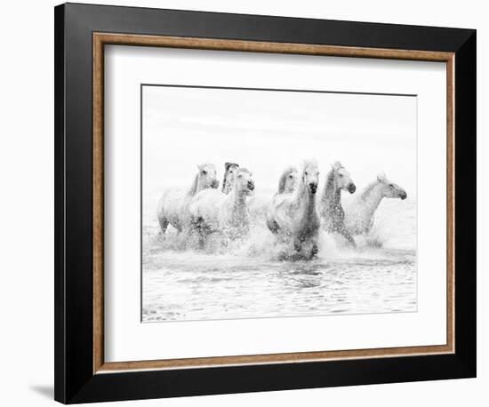 White Horses of Camargue Running Through the Water, Camargue, France-Nadia Isakova-Framed Photographic Print