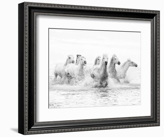 White Horses of Camargue Running Through the Water, Camargue, France-Nadia Isakova-Framed Photographic Print