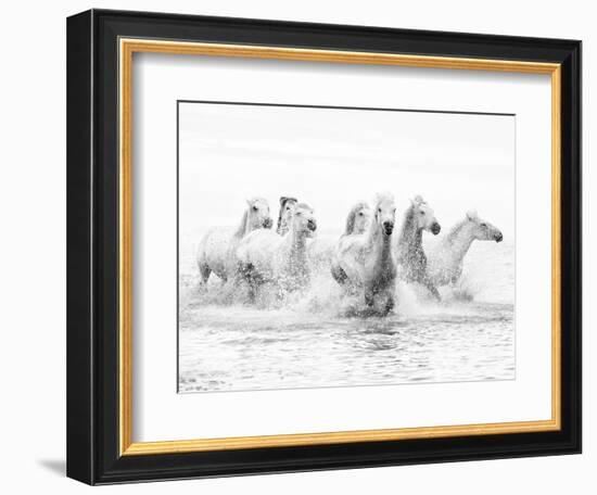 White Horses of Camargue Running Through the Water, Camargue, France-Nadia Isakova-Framed Photographic Print