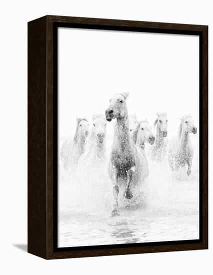 White Horses of Camargue Running Through the Water, Camargue, France-Nadia Isakova-Framed Premier Image Canvas