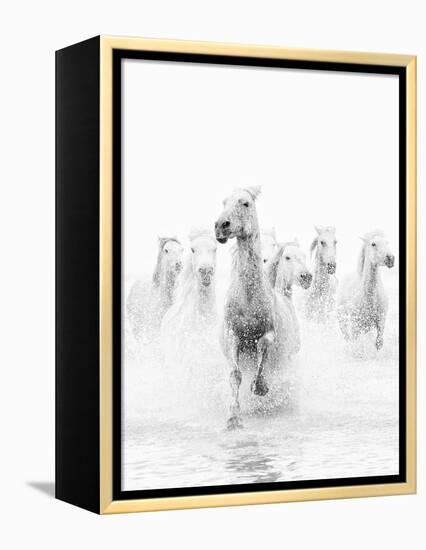 White Horses of Camargue Running Through the Water, Camargue, France-Nadia Isakova-Framed Premier Image Canvas