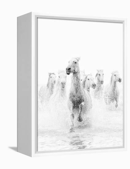 White Horses of Camargue Running Through the Water, Camargue, France-Nadia Isakova-Framed Premier Image Canvas