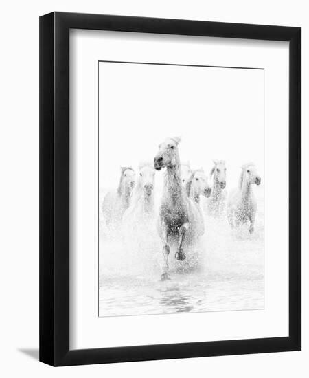 White Horses of Camargue Running Through the Water, Camargue, France-Nadia Isakova-Framed Photographic Print