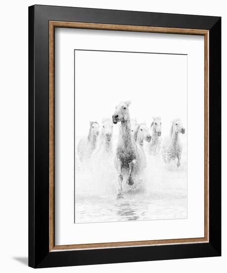 White Horses of Camargue Running Through the Water, Camargue, France-Nadia Isakova-Framed Premium Photographic Print