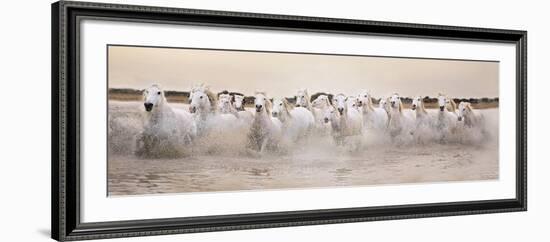 White Horses of the Camargue Galloping Through Water at Sunset-Gillian Merritt-Framed Photographic Print