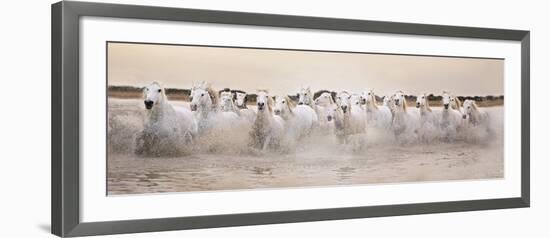 White Horses of the Camargue Galloping Through Water at Sunset-Gillian Merritt-Framed Photographic Print