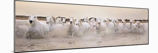 White Horses of the Camargue Galloping Through Water at Sunset-Gillian Merritt-Mounted Photographic Print