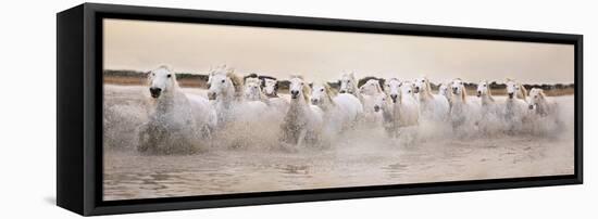 White Horses of the Camargue Galloping Through Water at Sunset-Gillian Merritt-Framed Premier Image Canvas