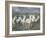 White Horses of the Camargue-PHBurchett-Framed Photographic Print