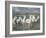 White Horses of the Camargue-PHBurchett-Framed Photographic Print