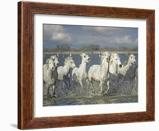 White Horses of the Camargue-PHBurchett-Framed Photographic Print