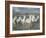 White Horses of the Camargue-PHBurchett-Framed Photographic Print