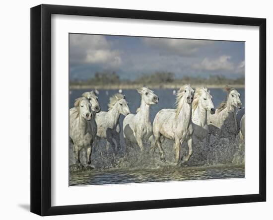 White Horses of the Camargue-PHBurchett-Framed Photographic Print