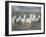 White Horses of the Camargue-PHBurchett-Framed Photographic Print