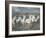 White Horses of the Camargue-PHBurchett-Framed Photographic Print