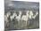 White Horses of the Camargue-PHBurchett-Mounted Photographic Print