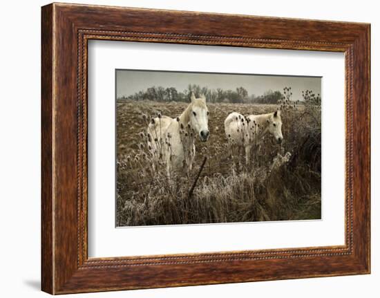 White Horses-David Winston-Framed Giclee Print