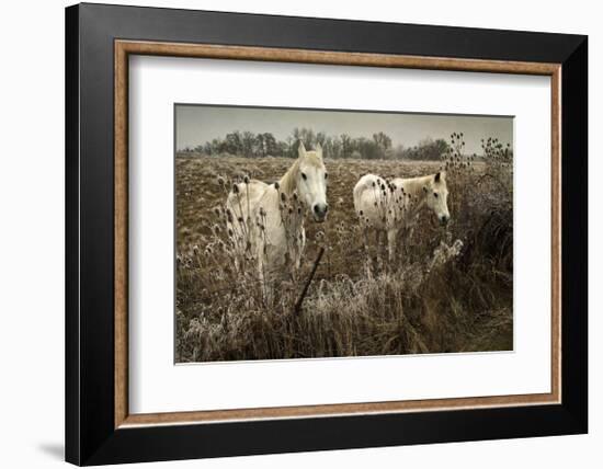 White Horses-David Winston-Framed Giclee Print