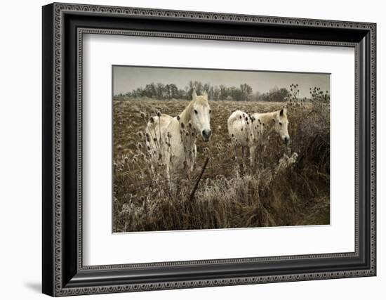 White Horses-David Winston-Framed Giclee Print