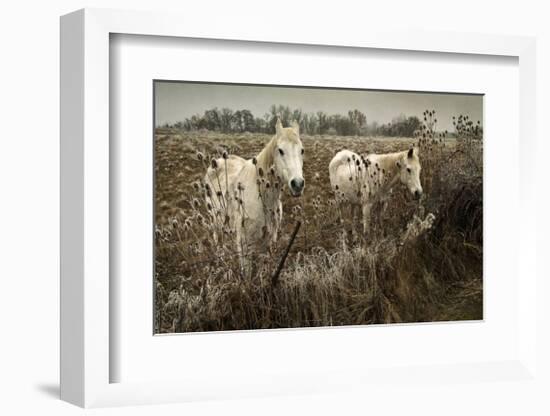 White Horses-David Winston-Framed Giclee Print