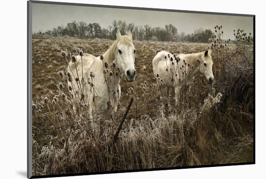 White Horses-David Winston-Mounted Giclee Print