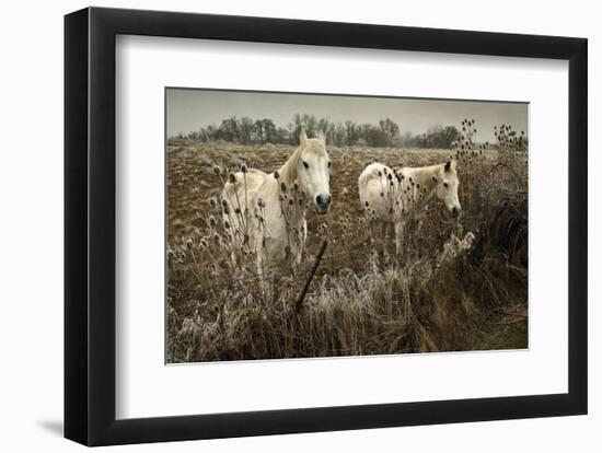 White Horses-David Lorenz Winston-Framed Art Print