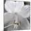 White Hosta Flower-Anna Miller-Mounted Photographic Print
