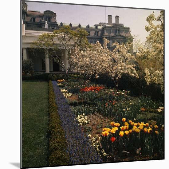 White House Rose Garden-null-Mounted Photographic Print