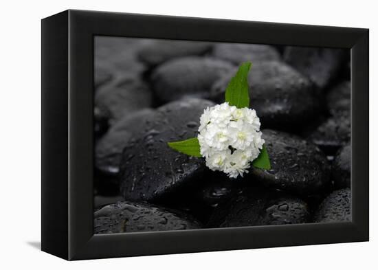 White Hydrangea and Wet Stones-crystalfoto-Framed Premier Image Canvas